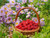 Jual Poster Food Raspberry APC 018