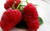 Jual Poster Food Raspberry APC 020