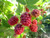 Jual Poster Food Raspberry APC 024