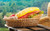 Jual Poster Food Sandwich APC 002