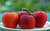 Jual Poster Fruits Apple APC 012