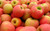 Jual Poster Fruits Apple APC 029