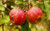 Jual Poster Fruits Apple APC 046