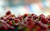 Jual Poster Fruits Strawberry APC 041