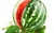Jual Poster Fruits Watermelon APC 010