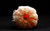 Jual Poster Mandarin Fruits Mandarin APC 001