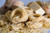 Jual Poster Pasta Food Pasta APC 001