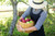 Jual Poster Apples Hat Wicker basket Hands 1Z