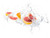 Jual Poster Citrus Water Spray 1Z