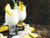 Jual Poster Cocktail Pineapples Stemware Two Ice 1Z