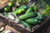 Jual Poster Cucumbers 1Z