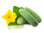 Jual Poster Cucumbers Closeup White background Three 3 1Z