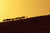 Jual Poster Desert Camels Silhouette 1Z 001