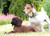 Jual Poster Dogs Bavarian Mountain 1Z
