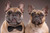Jual Poster Dogs Two Bulldog Snout 1Z