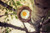 Jual Poster Eggs Fried egg Nest 1Z