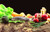 Jual Poster Fish Food Vegetables Spices Apples 1Z