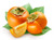 Jual Poster Persimmon Closeup 1Z