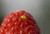 Jual Poster Raspberry Closeup 1Z 002