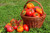 Jual Poster Tomatoes Wicker basket 1Z 003