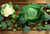 Jual Poster Vegetables Cabbage 1Z 007