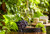 Jual Poster Wine Grapes Cheese 1Z 006