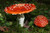 Jual Poster Amanita Earth Forest Mushroom Red Earth Mushroom APC