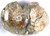 Jual Poster Ammonite Earth Mineral APC