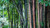 Jual Poster Bamboo Bokeh Plant Earth Bamboo APC