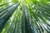 Jual Poster Bamboo Greenery Nature Earth Bamboo APC 001