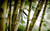 Jual Poster Bamboo Nature Earth Bamboo APC