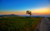 Jual Poster Beach Sunrise Sunset Tree Earth Sunset APC
