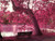 Jual Poster Bench Pink Trees Tree APC