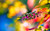 Jual Poster Blur Bokeh Colorful Nature Spring Sunny Earth Spring APC
