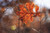 Jual Poster Blur Close Up Fall Leaf Nature Earth Leaf APC 003