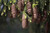 Jual Poster Blur Close Up Pine Cone Earth Pine Cone APC