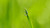 Jual Poster Blur Grass Green Macro Water Drop Earth Water Drop APC