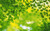 Jual Poster Bokeh Branch Greenery Leaf Nature Earth Branch APC