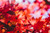 Jual Poster Bokeh Fall Leaf Maple Leaf Nature Red Earth Leaf APC