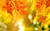 Jual Poster Bokeh Fall Leaf Nature Earth Fall APC