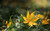 Jual Poster Bokeh Fall Leaf Nature Earth Leaf APC 001