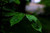 Jual Poster Bokeh Leaf Macro Raindrops Earth Leaf APC