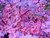 Jual Poster Branch Close Up Fall Leaf Nature Purple Earth Plant APC
