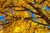 Jual Poster Branch Fall Foliage Leaf Tree Yellow Trees Tree APC