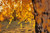 Jual Poster Branch Fall Leaf Nature Earth Fall APC 001