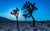 Jual Poster California Desert Tree USA National Park Joshua Tree National Park APC