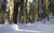 Jual Poster California Forest Road Sequioa Winter Earth Winter APC