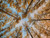 Jual Poster Canopy Earth Foliage Forest Tree Trees Tree APC