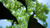 Jual Poster Canopy Earth Green Tree Trees Tree APC