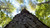 Jual Poster Canopy Earth Tree Trees Tree APC
